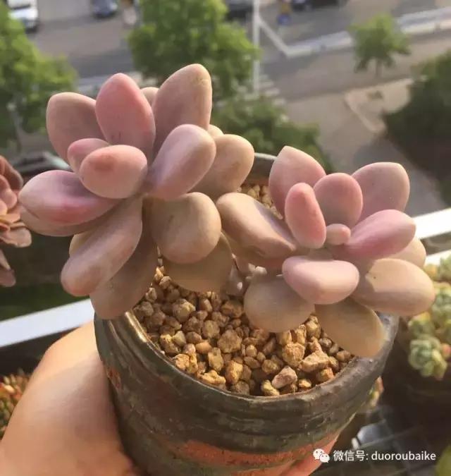 夏日多肉状态,夏天的多肉褪去了华丽的颜色