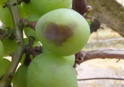 葡萄果实上有麻纹斑如何治,葡萄叶子发黄起斑枯萎怎么治