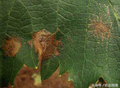 葡萄果实上有麻纹斑如何治,葡萄叶子发黄起斑枯萎怎么治