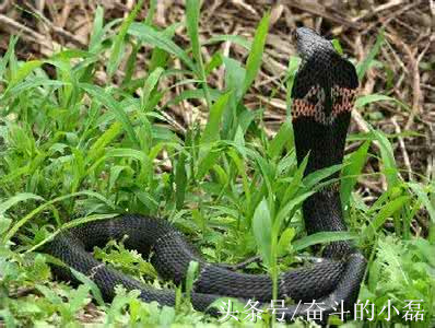 创业故事:女财迷蛇窝淘金财富险中求,一年销售额达到400多万元