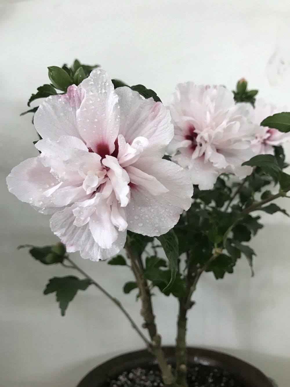 淡粉色木槿花美篇,分享木槿花之美图片