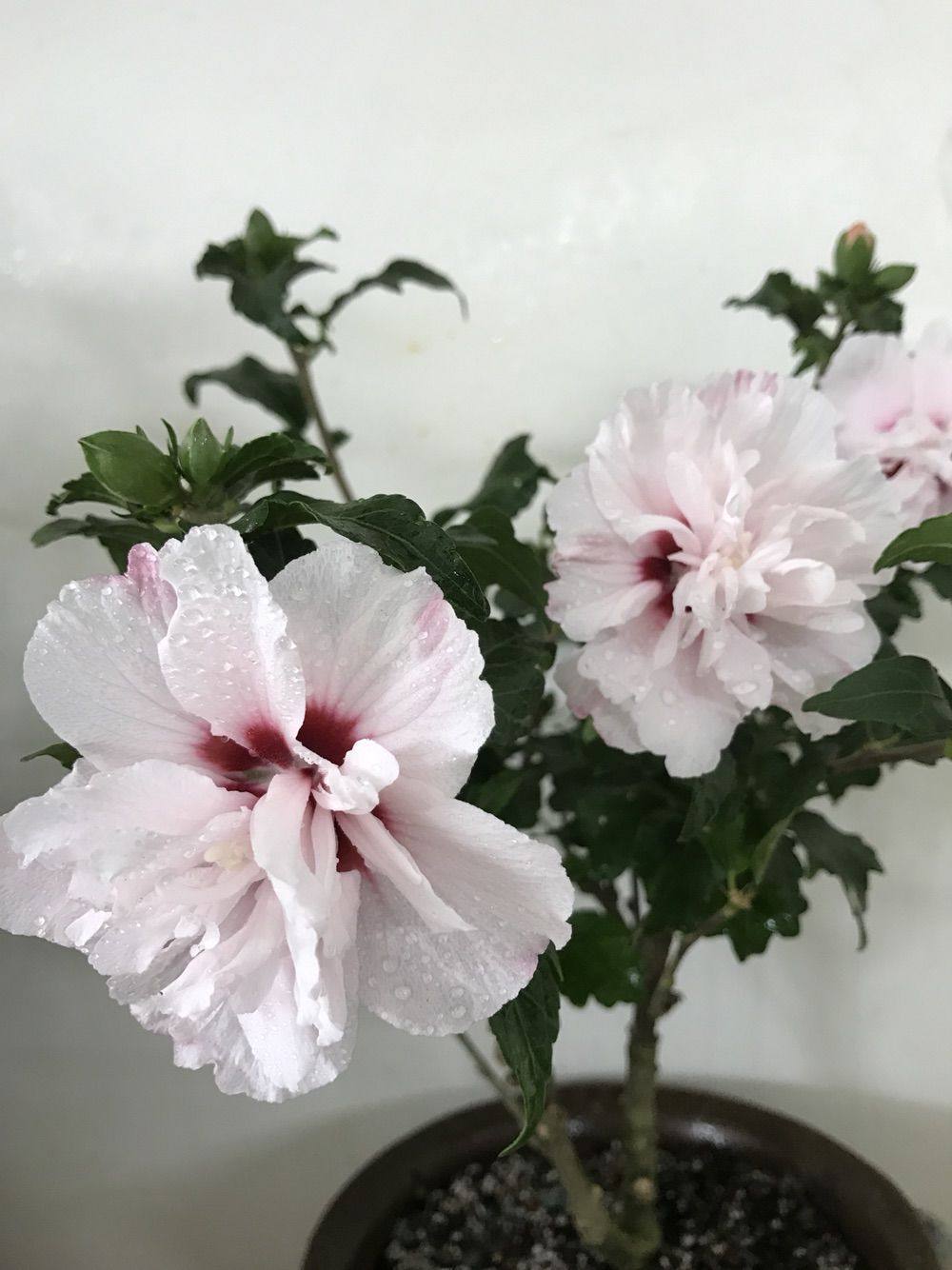 淡粉色木槿花美篇,分享木槿花之美图片