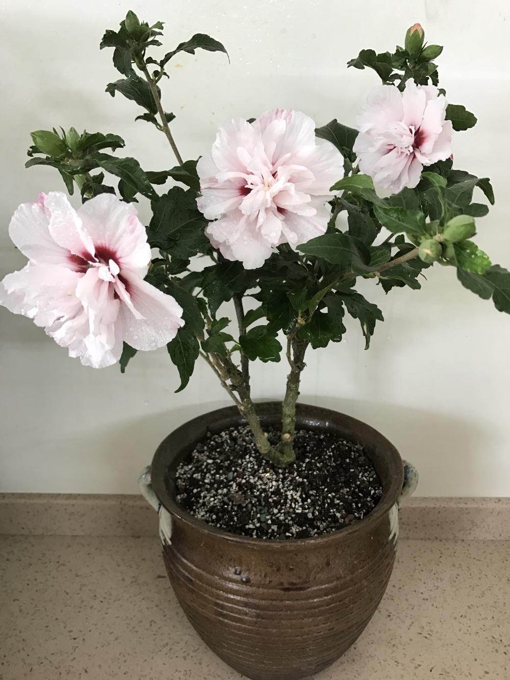 淡粉色木槿花美篇,分享木槿花之美图片