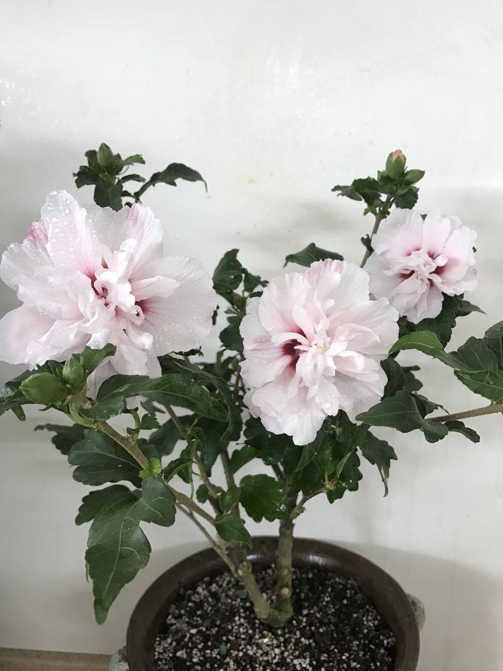 淡粉色木槿花美篇,分享木槿花之美图片