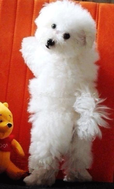 世上有多少种狗狗,世上有几种狗狗叫什么名字