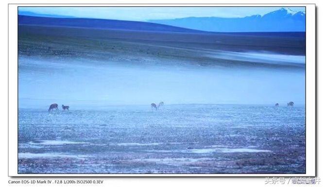 流浪的玫瑰,流浪的玫瑰歌曲