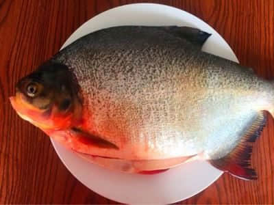 红烧鲳鱼家常做法大全,红烧鲳鱼的家常做法儿童