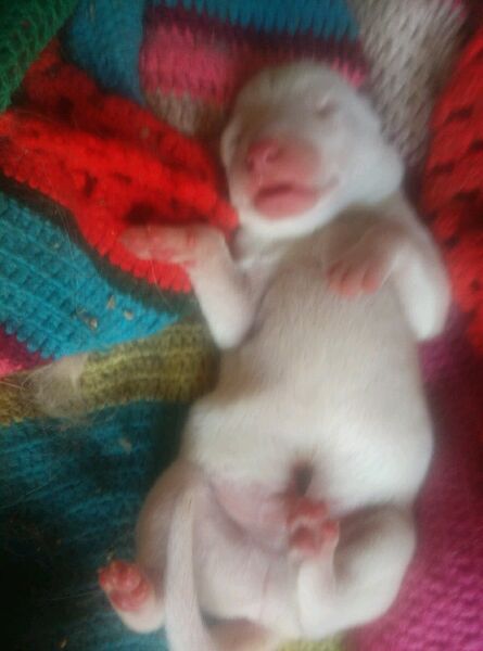 哈士奇被别的狗欺负了,哈士奇和萨摩耶的混种宝宝