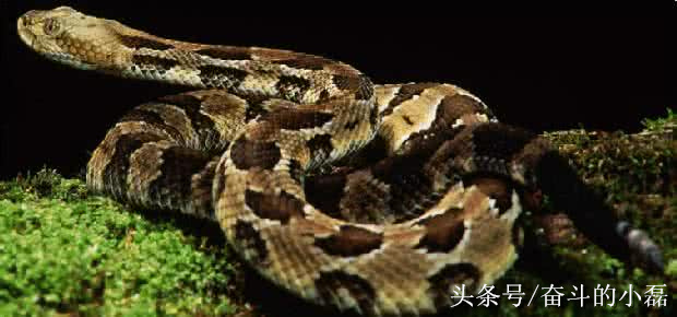 创业故事:女财迷蛇窝淘金财富险中求,一年销售额达到400多万元