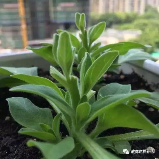 她把这些花养成了花球，竟然靠的是小小剪刀一把？