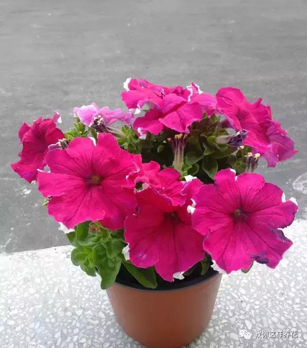 她把这些花养成了花球，竟然靠的是小小剪刀一把？