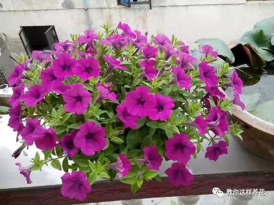 她把这些花养成了花球，竟然靠的是小小剪刀一把？