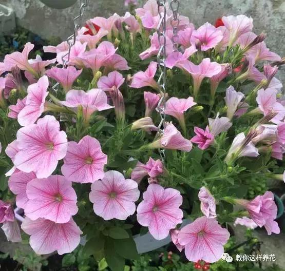 她把这些花养成了花球，竟然靠的是小小剪刀一把？