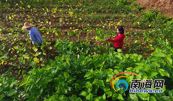 驻村生活vlog,农村驻村扶贫vlog