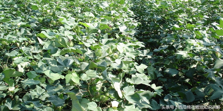 种棉花单趟高产还是双趟棉花高产,棉花如何控制旺长用什么农药