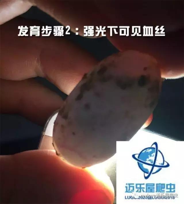 赫曼怎么繁殖,赫曼什么时候繁殖