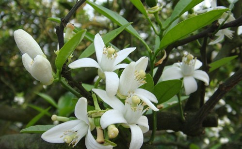 扑尔敏能改善大红脸吗,脸过敏吃扑尔敏多久有效