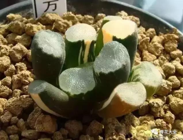 10多万一盆的多肉有吗 (他凭一个浇水口诀养了2000盆多肉)