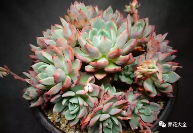 10多万一盆的多肉有吗 (他凭一个浇水口诀养了2000盆多肉)