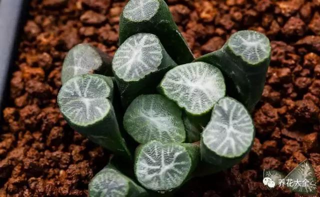 10多万一盆的多肉有吗 (他凭一个浇水口诀养了2000盆多肉)