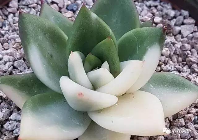 10多万一盆的多肉有吗 (他凭一个浇水口诀养了2000盆多肉)