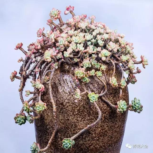 10多万一盆的多肉有吗 (他凭一个浇水口诀养了2000盆多肉)