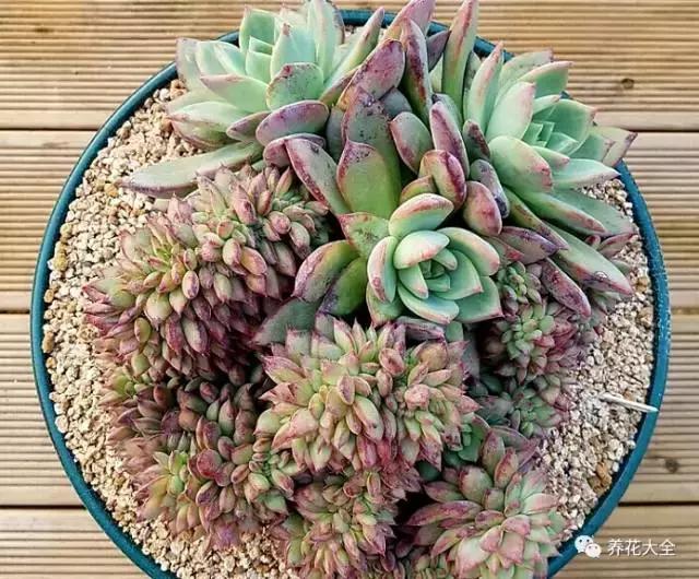 10多万一盆的多肉有吗 (他凭一个浇水口诀养了2000盆多肉)