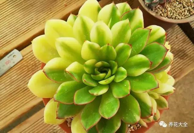 10多万一盆的多肉有吗 (他凭一个浇水口诀养了2000盆多肉)