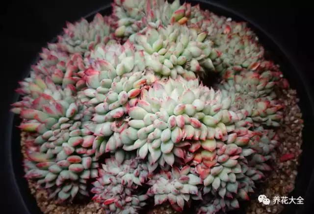 10多万一盆的多肉有吗 (他凭一个浇水口诀养了2000盆多肉)