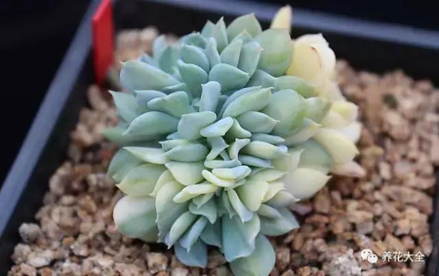 10多万一盆的多肉有吗 (他凭一个浇水口诀养了2000盆多肉)