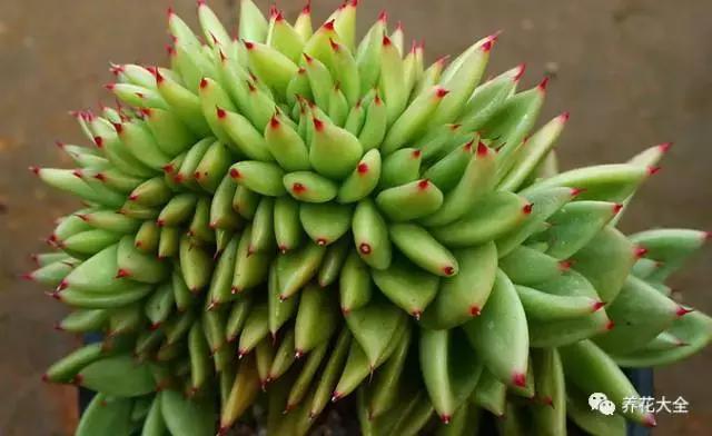 10多万一盆的多肉有吗 (他凭一个浇水口诀养了2000盆多肉)