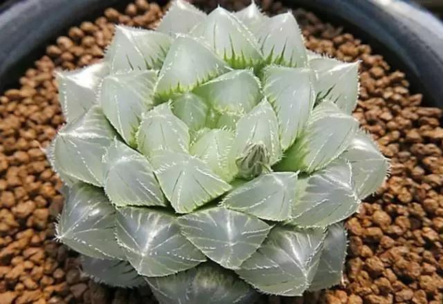 10多万一盆的多肉有吗 (他凭一个浇水口诀养了2000盆多肉)