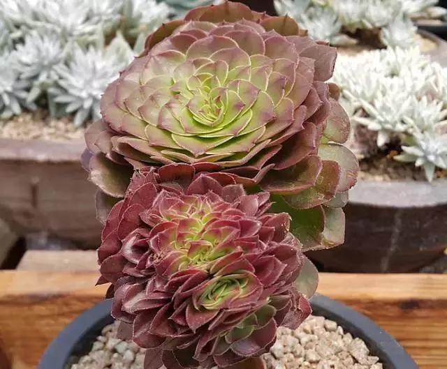 10多万一盆的多肉有吗 (他凭一个浇水口诀养了2000盆多肉)