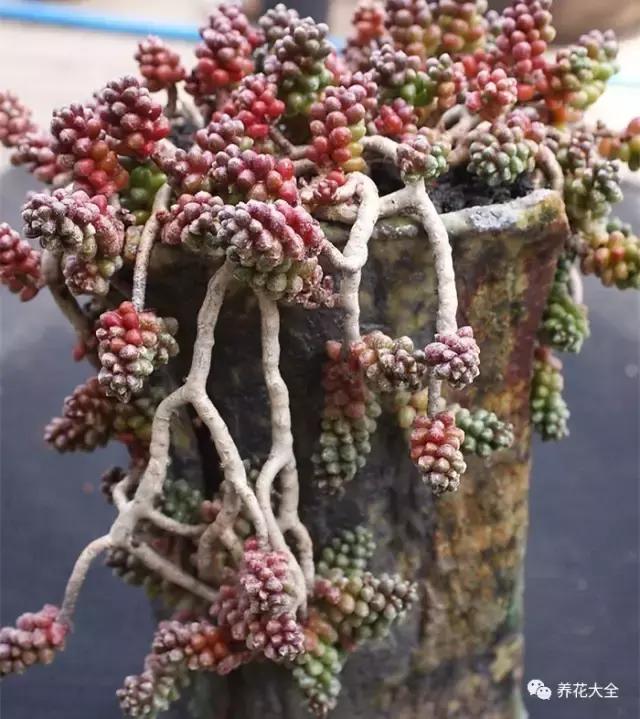 10多万一盆的多肉有吗 (他凭一个浇水口诀养了2000盆多肉)