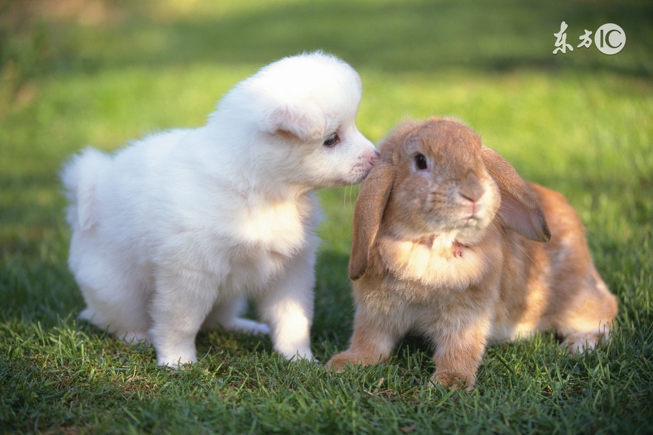 1982年属狗富贵命一览表,82年属狗人哪个时辰出生的好