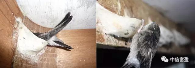 如何甄别燕窝的好坏,八种方法教你鉴别燕窝真假图片