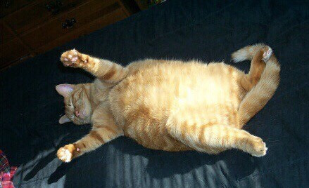 喵星人的动作好搞笑,为什么喵星人都喜欢这个动作