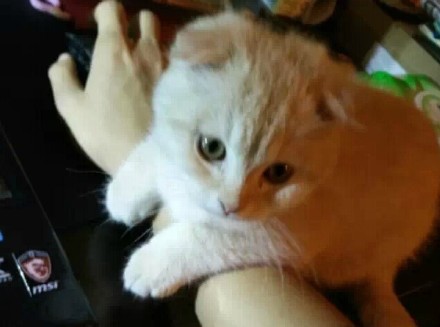 喵星人的动作好搞笑,为什么喵星人都喜欢这个动作