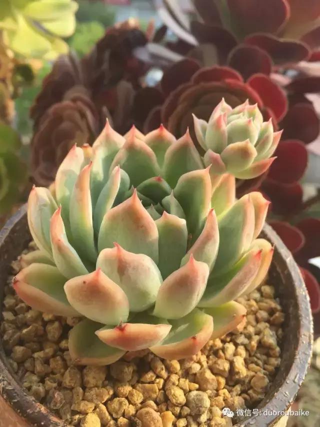夏日多肉状态,夏天的多肉褪去了华丽的颜色