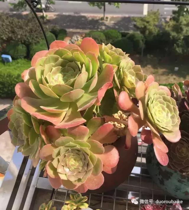 夏日多肉状态,夏天的多肉褪去了华丽的颜色