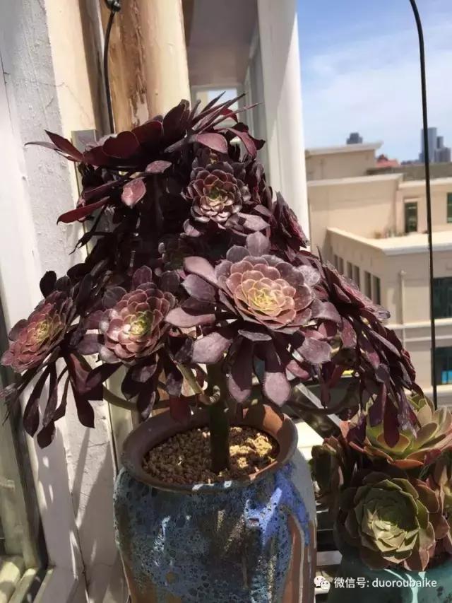 夏日多肉状态,夏天的多肉褪去了华丽的颜色