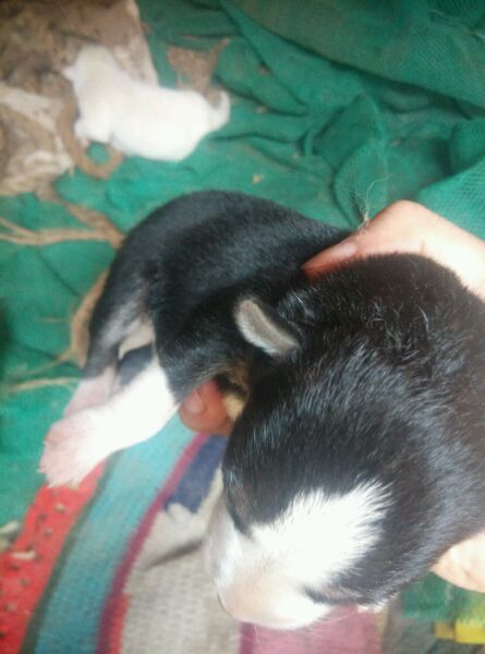 哈士奇被别的狗欺负了,哈士奇和萨摩耶的混种宝宝