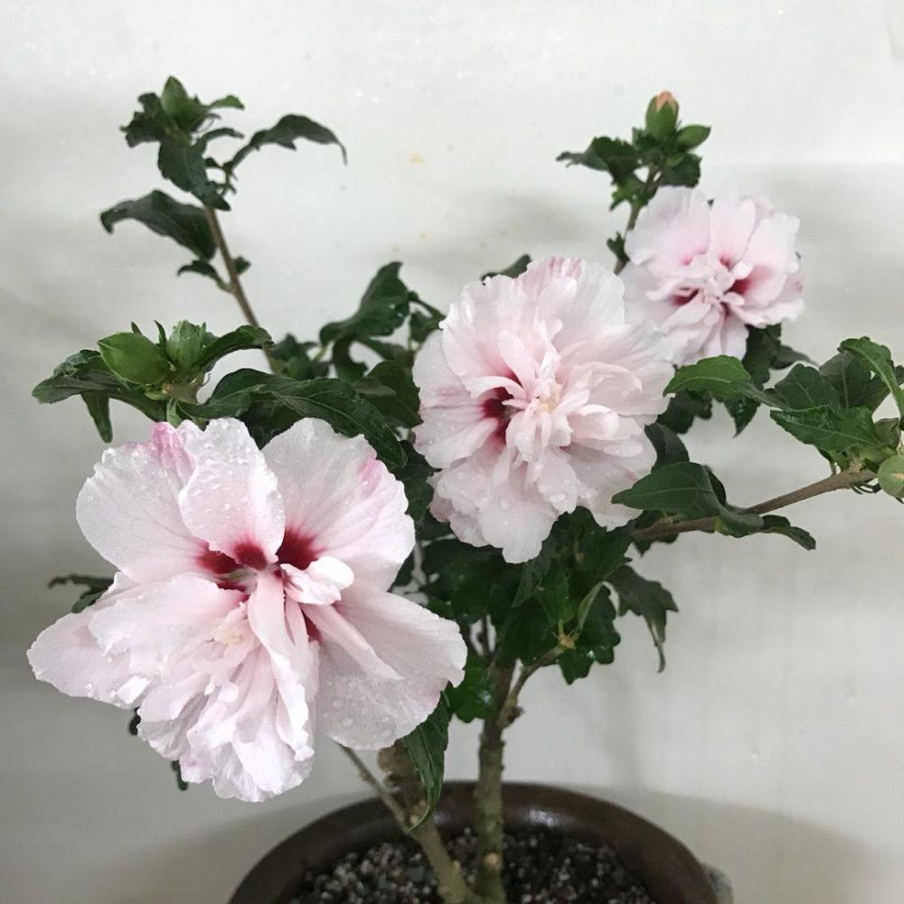 淡粉色木槿花美篇,分享木槿花之美图片