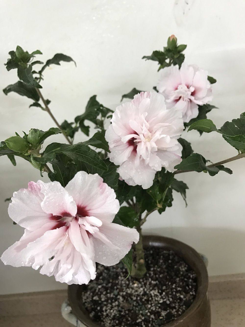 淡粉色木槿花美篇,分享木槿花之美图片