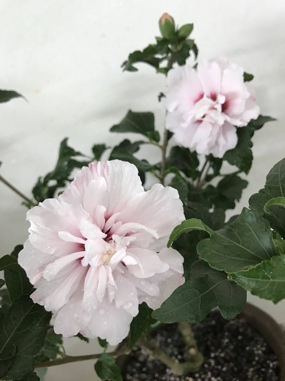 淡粉色木槿花美篇,分享木槿花之美图片