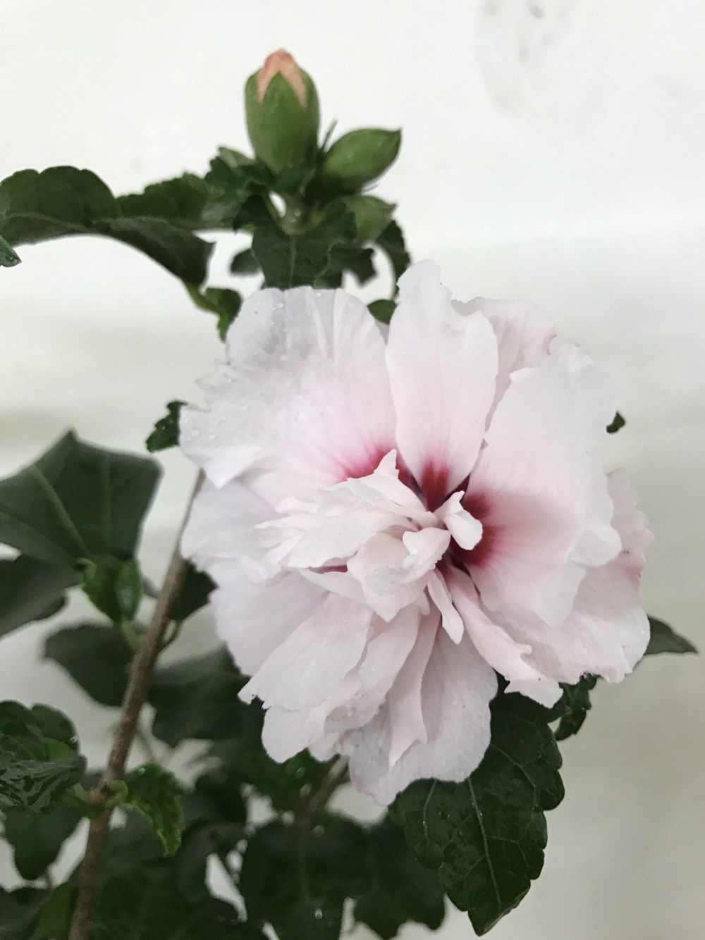 淡粉色木槿花美篇,分享木槿花之美图片