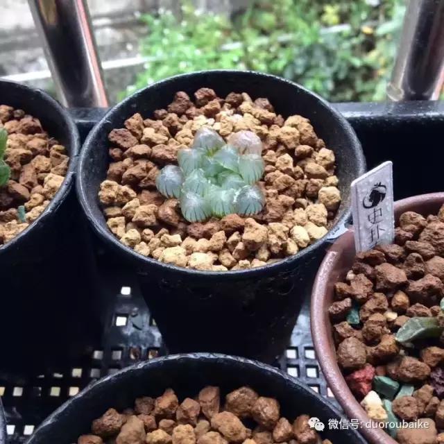 自制多肉花架最简单的方法,自制多肉花架子