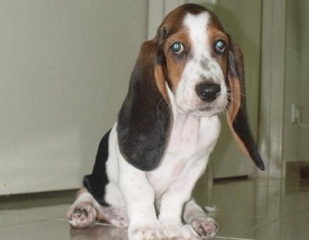 世上有多少种狗狗,世上有几种狗狗叫什么名字