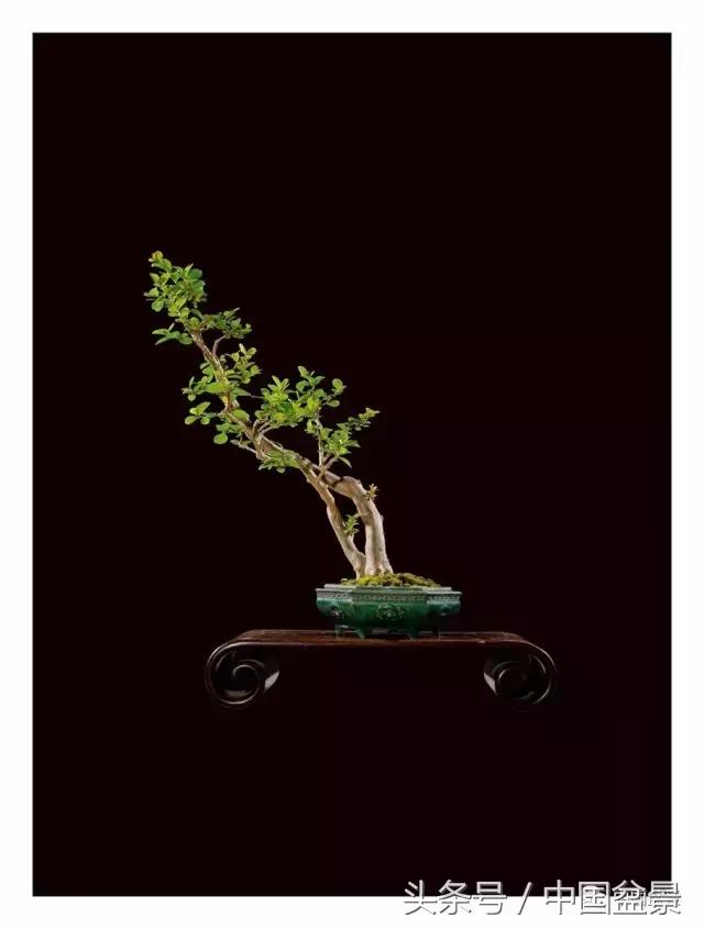 全国盆景拍卖前十 (盆景拍卖专场)