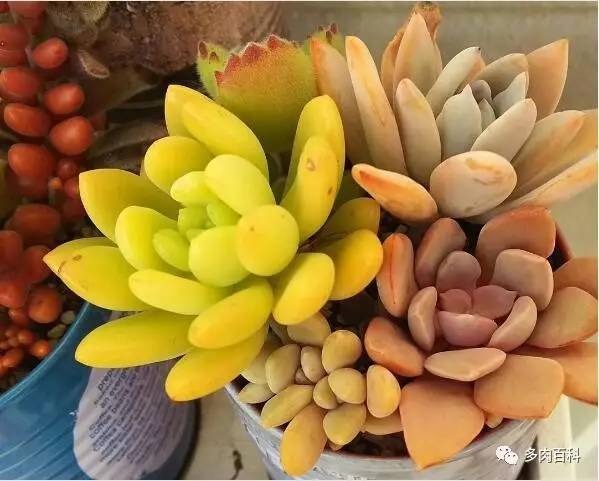 多肉植物有小黑飞了怎么治,多肉植物有小黑飞怎么办